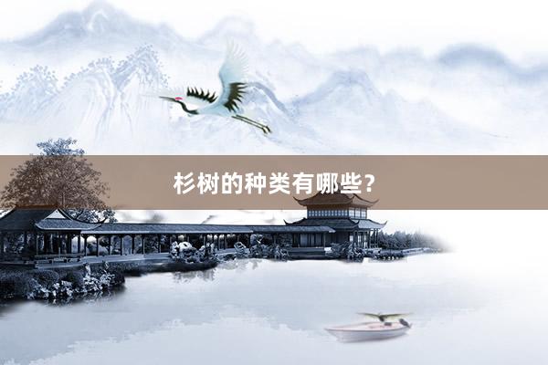 杉树的种类有哪些？